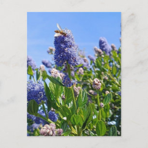 Postcard with lilac flowers in English garden