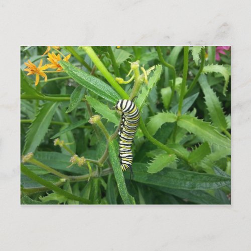 Postcard with Monarch Butterfly Caterpillar