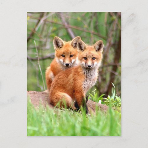 Postcard with photo of red fox kits