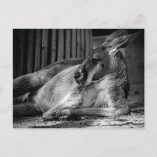 Postcard with Sleeping Kangaroo