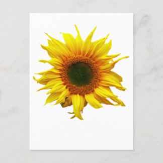 Postcard With Sunflower design