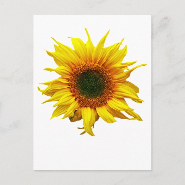 Postcard With Sunflower design (Front)