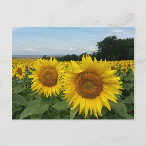 Postcard with sunflower field