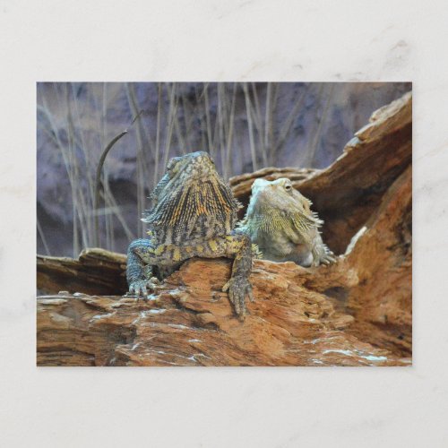 Postcard with two curious lizards