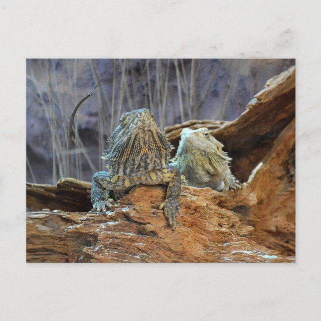 Postcard with two curious lizards (Front)