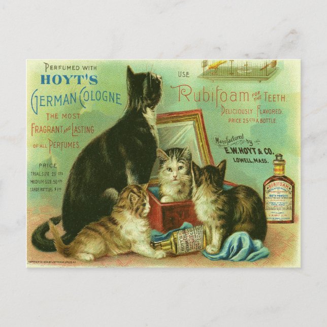 Postcard with Vintage Illustration of Kittens (Front)