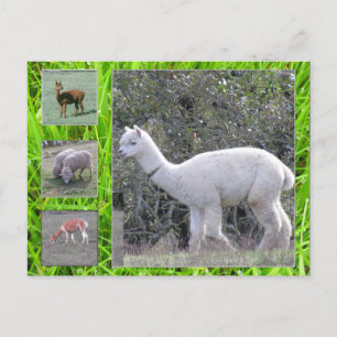 Postcard - Wool on the hoof