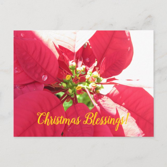Postcard Xmas 004 -Postcard (Front)