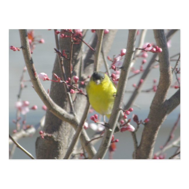 Postcard - Yellow Finch in Cherry Tree