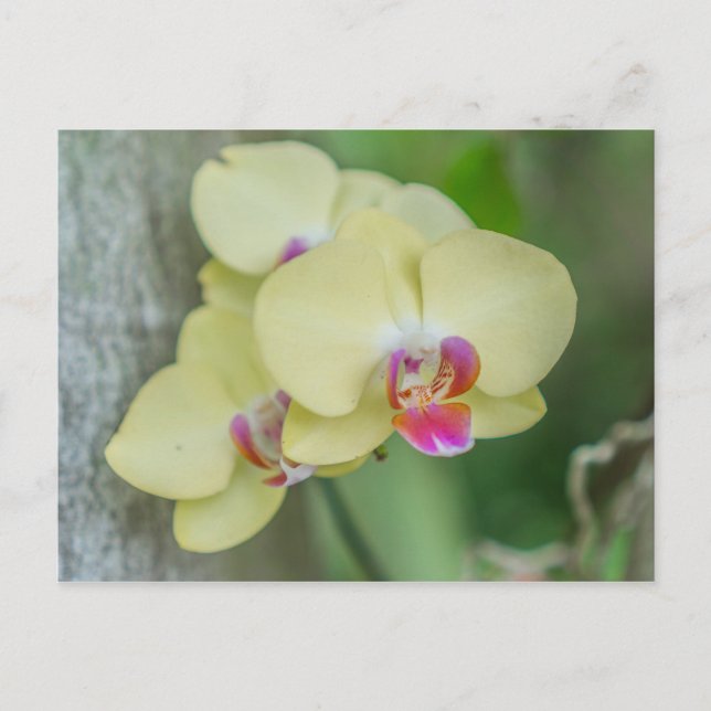 Postcard - Yellow Orchid (Front)