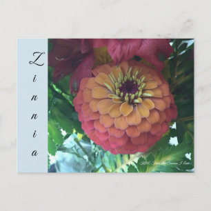 Postcard - Zinnia