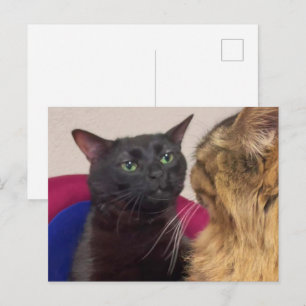 Postcard Zoned Out Cat Meme