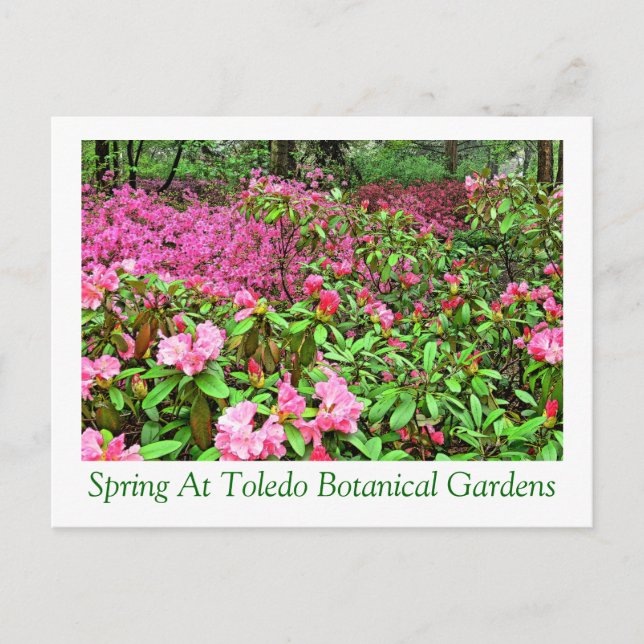 postcardAZALEAS AND RHODODENDRON AT TOLEDO BOTANIC Postcard (Front)
