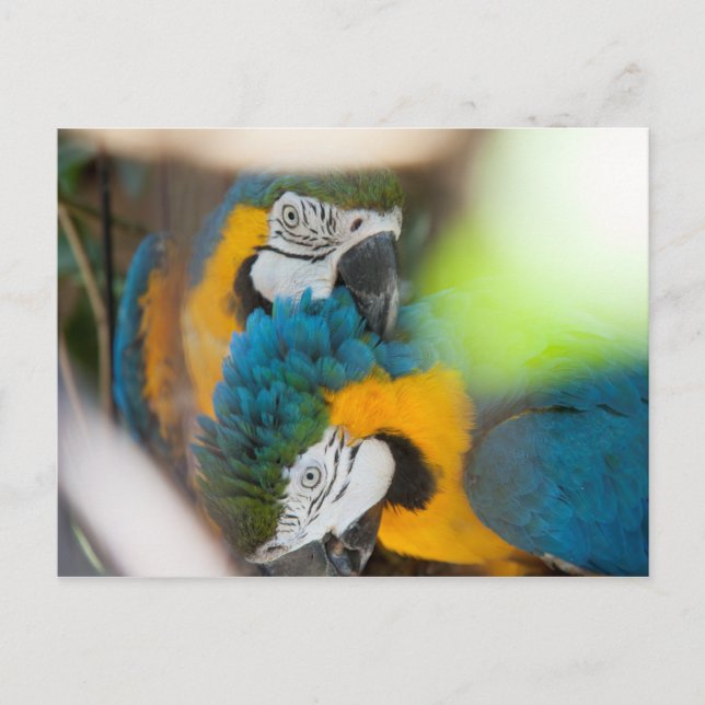 Postcards Blue Macaws (Front)