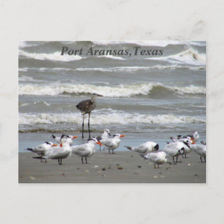 Postcards from the Texas Coast!