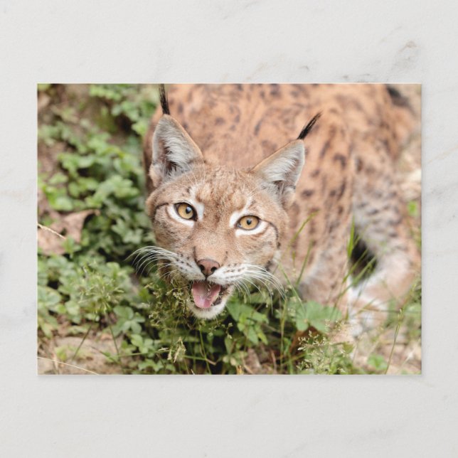 Postcards Photo cat , lynx , animals. (Front)