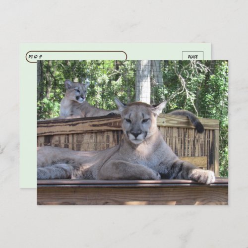 Postcrossing _ 11 month old Cougar Cubs Pic  Postcard