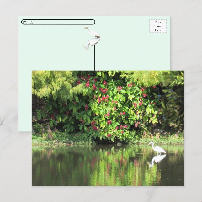 Postcrossing:  A Great Egret Fishing in the Swamp Holiday Postcard (Front/Back)