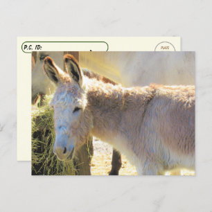 Postcrossing  - Adorable Donkey Postcard