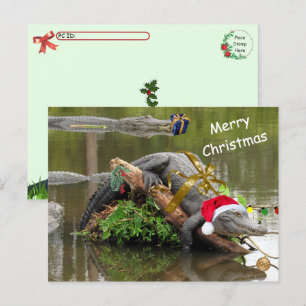 Postcrossing American Alligator Christmas Postcard