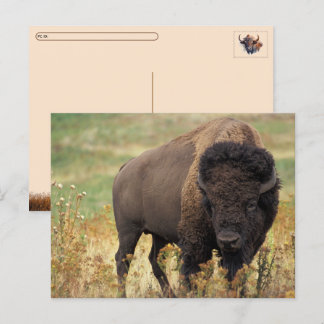 Postcrossing American Bison / Buffalo Postcard