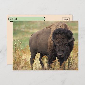 Postcrossing American Bison / Buffalo Postcard by CatsEyeViewGifts at Zazzle