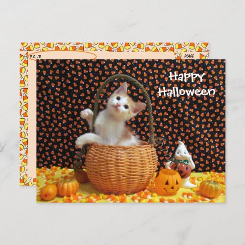 Postcrossing Annies Curious Halloween Cat  Postcard