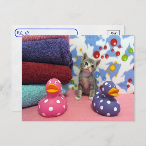 Postcrossing Bath Time with Aidan _ Cat  Kitten  Postcard