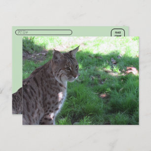 Postcrossing - Beautiful Bobcat in a Field Postcard