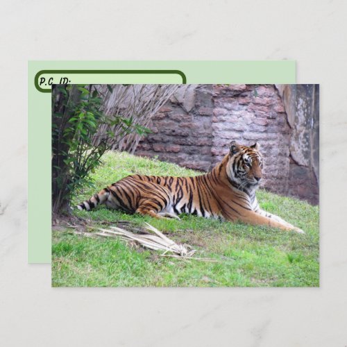 Postcrossing Bengal Tiger Postcard w ID Box