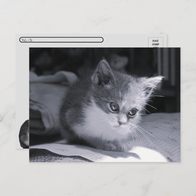 Postcrossing - Bob in Thought - Black & White Cat  Postcard (Front/Back)