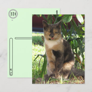 Postcrossing - Callie Muffin the Silly Stray Cat Postcard