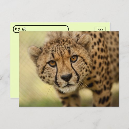 Postcrossing Cheetah Cub Postcard