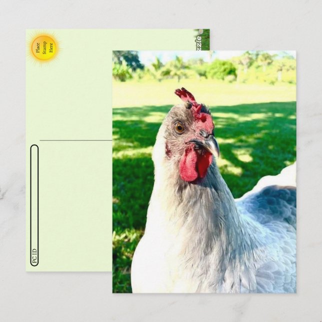 Postcrossing Chicken Postcard - Farm Life Series (Front/Back)
