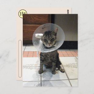 Postcrossing Cone of Shame - Cat Get Well Postcard