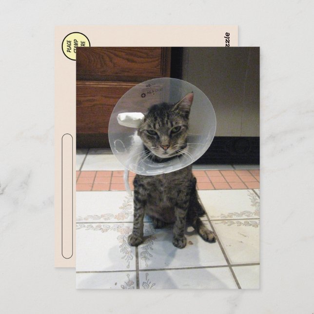 Postcrossing Cone of Shame - Cat Get Well Postcard (Front/Back)