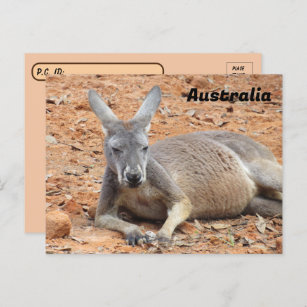 Postcrossing Confident Kangaroo Postcard