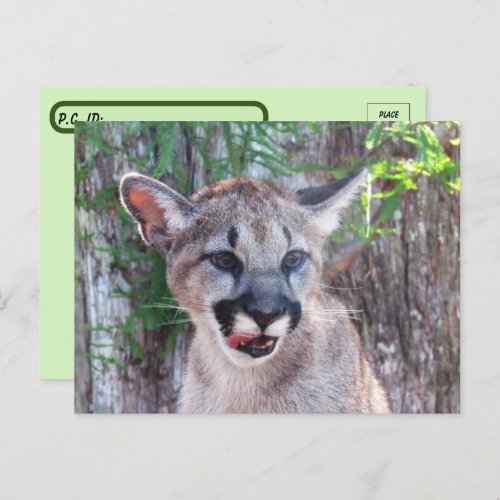 Postcrossing Cougar Cub Postcard with ID Box