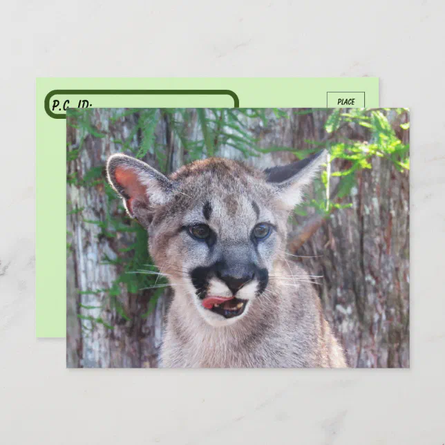 Postcrossing Cougar Cub Postcard With Id Box Zazzle