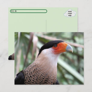 Postcrossing Crested Caracara Postcard