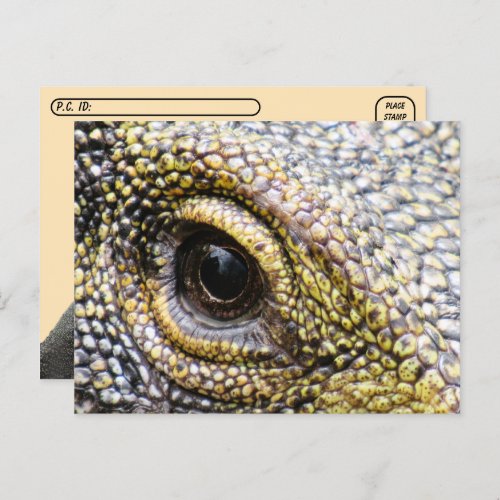 Postcrossing _ Crocodile Monitor Lizard Postcard
