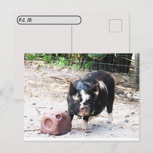 Postcrossing Cute Little Piggy  Farm Life Postcard (Front/Back)