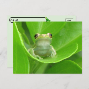 Postcrossing = Cute Little Tree Frog Postcard