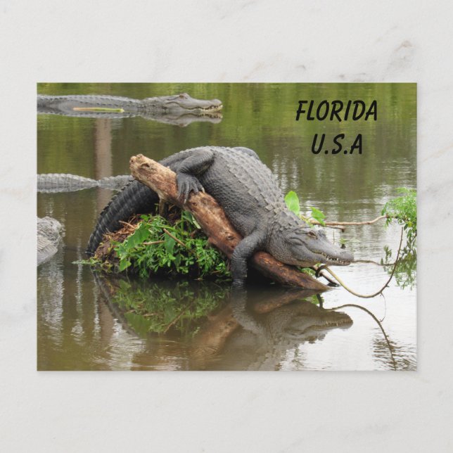 Postcrossing Florida Alligator w ID Box Postcard (Front)