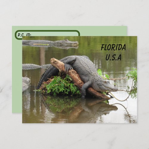 Postcrossing Florida Alligator w ID Box Postcard