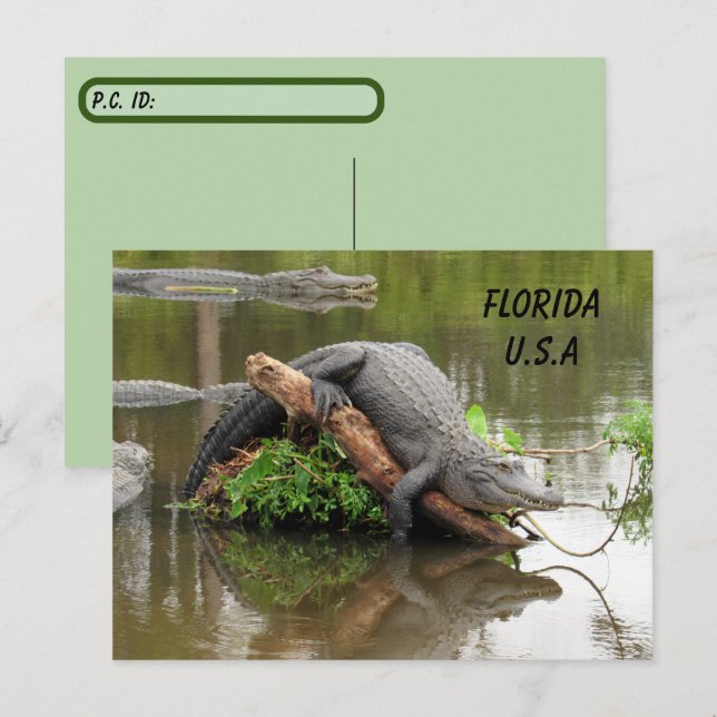 Postcrossing Florida Alligator w ID Box Postcard (Front/Back)