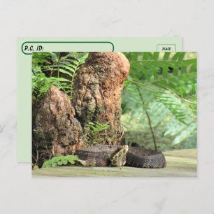 Postcrossing - Florida Cottonmouth in the Swamp Postcard