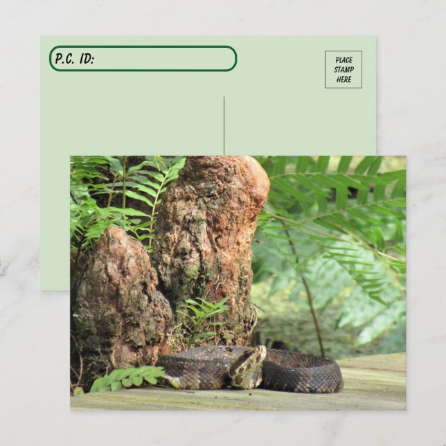Postcrossing - Florida Cottonmouth in the Swamp Postcard (Front/Back)