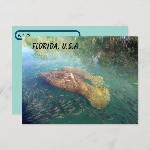 Postcrossing Florida Manatee and Baby w ID Box Postcard