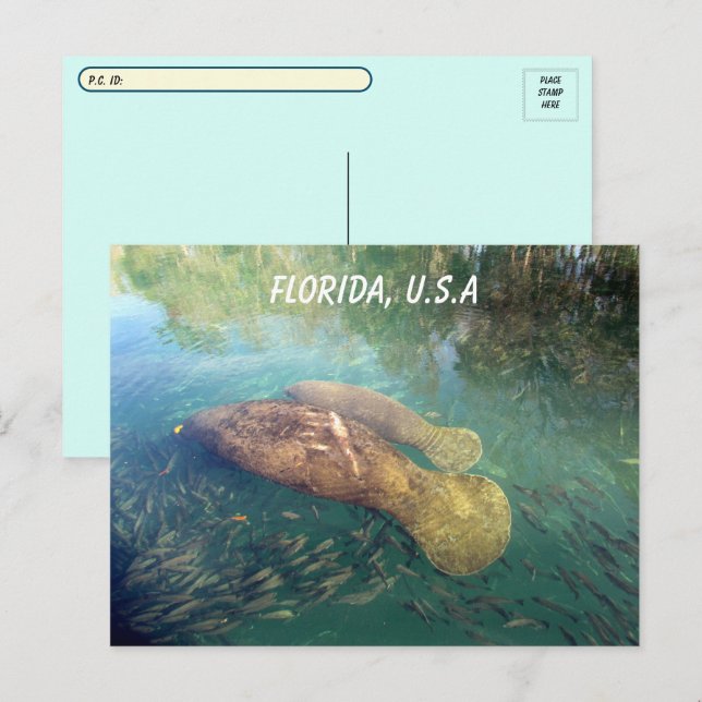 Postcrossing Florida Manatee and Baby w ID Box Postcard (Front/Back)